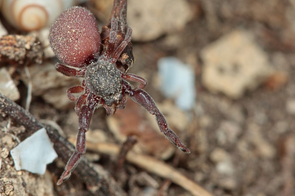 Palpimanus punctatus - Malta